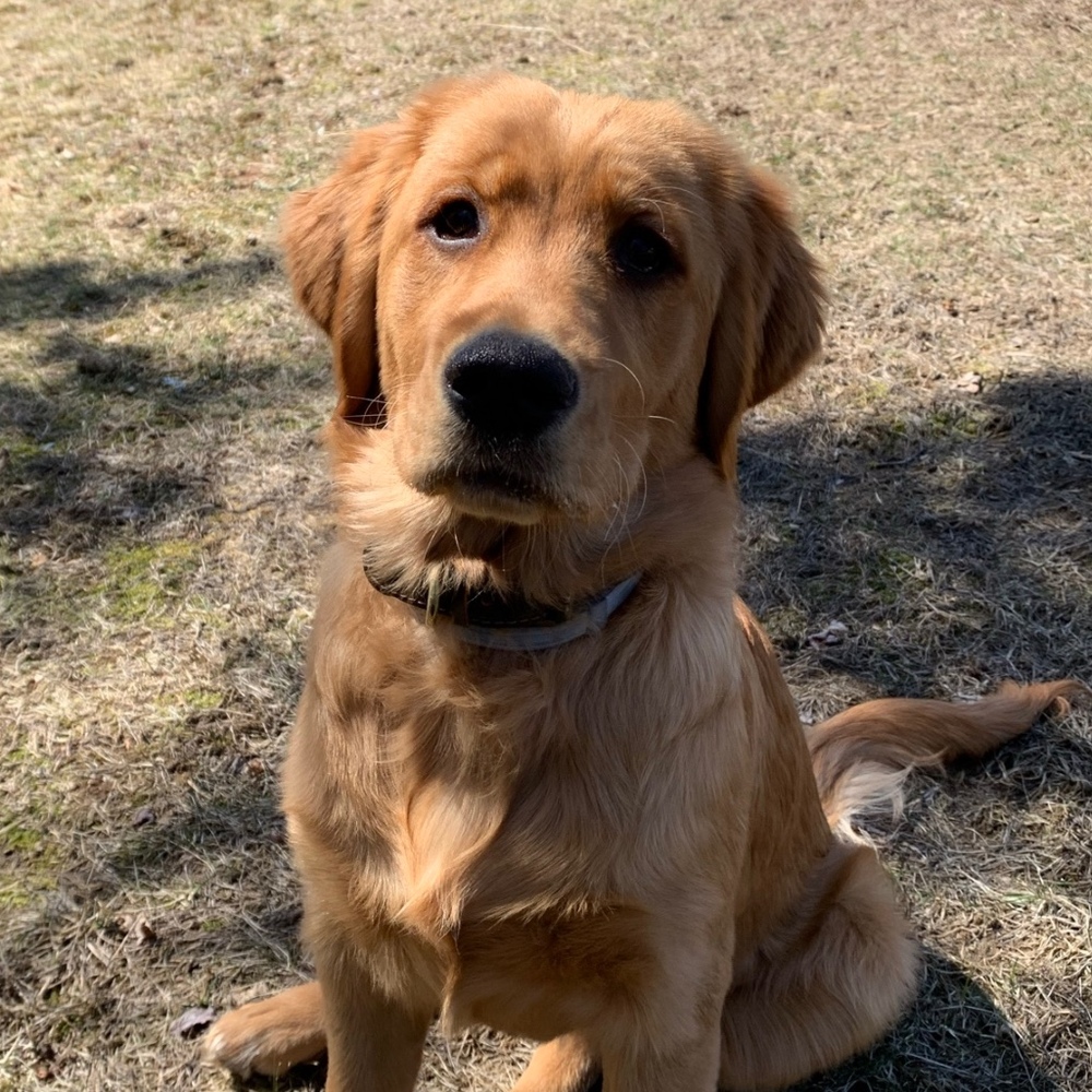 Meet your Posher, Hunter
